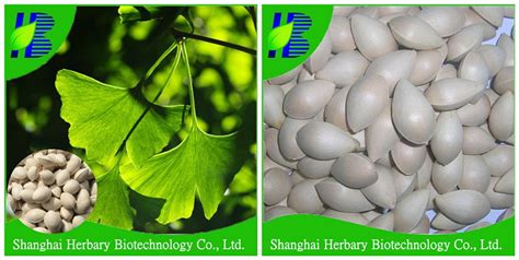 High Germination Ginkgo Biloba Seed,Ginkgo Biloba Seeds For Growing ...