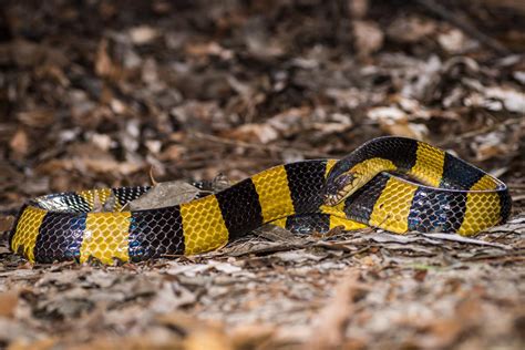 Banded krait (Bungarus fasciatus)