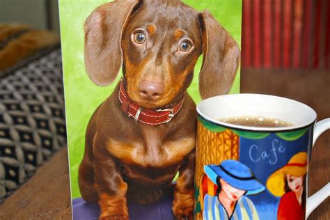 Weiner Dog and Java! What more could a girl want! | Carolyn Coles | Flickr