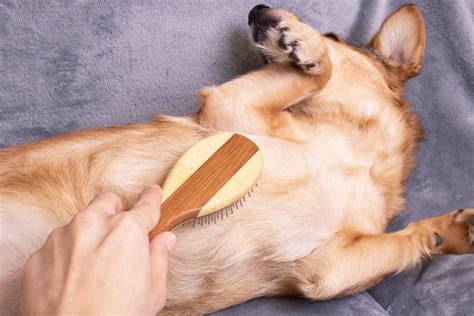 Best Brushes for Dogs with Short Hair | 7 Grooming Options