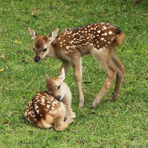 한국어 연인: 귀여운 쌍둥이 사슴