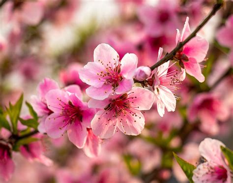 Dwarf Fruit Trees Peach