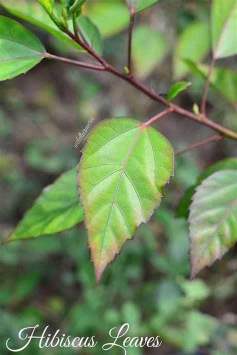 3 Top Hibiscus Leaves Uses & Benefits For Hair & Health - Wildturmeric