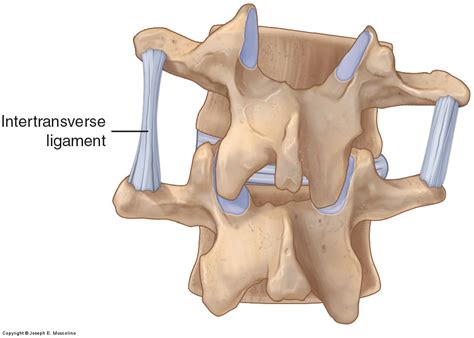 Ligaments of the Lumbar Spine and Pelvis