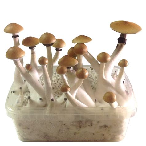 Smartshop :: Magic Mushrooms :: Magic Mushroom Growkits :: Growkit ...