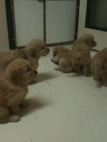 golden retriever puppies | Kochrezepte