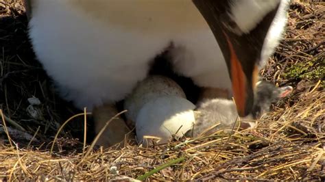 Cutest baby penguin hatching from its egg - YouTube