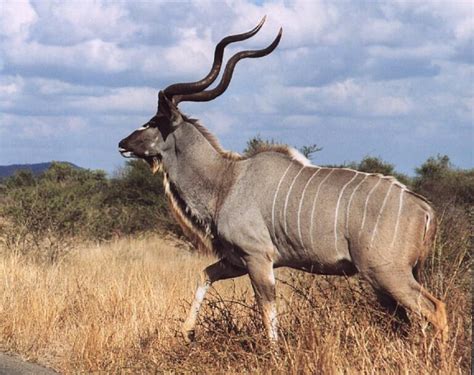 Hunting Kudu in Africa - Huntershill Safaris