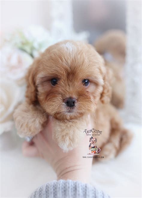 cavapoo-puppy-299-a | Teacup Puppies & Boutique