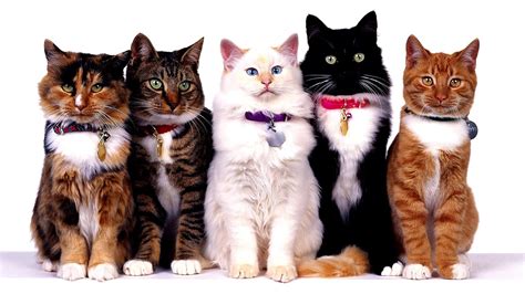 Different Cat Breeds - Cat Choices