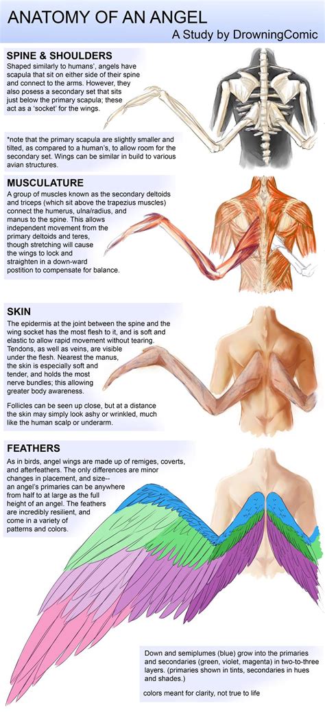 biology - Scapula placement of flying hexapedal primates? - Worldbuilding Stack Exchange