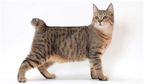 Pixiebob Cat Breed Information | Vetstreet