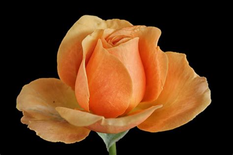 Free Images : flower, petal, yellow, close up, rose bloom, macro photography, black background ...