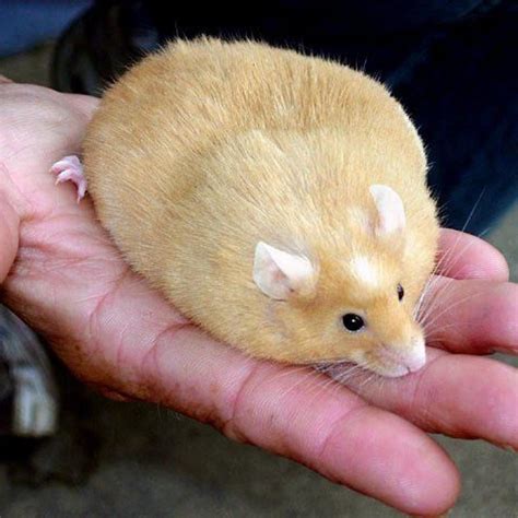 Fat plumpy delicious hamster : r/NormMacdonald