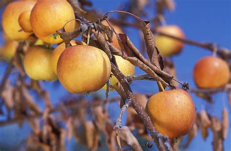 Bleach Alternatives for Disinfecting Pruning Shears | Root Simple