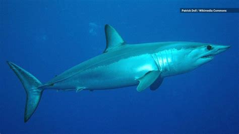 World’s fastest shark and 16 other species now face extinction