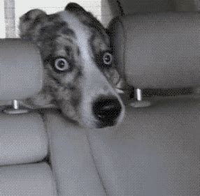 Scared Dog GIF - Find & Share on GIPHY