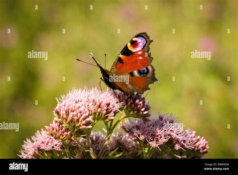 Inachis lo hi-res stock photography and images - Alamy