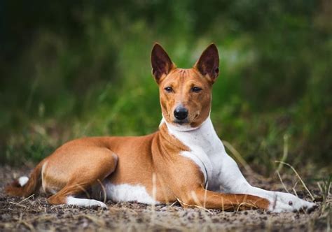 Shiba Inu vs Basenji - Which Breed Is For You?