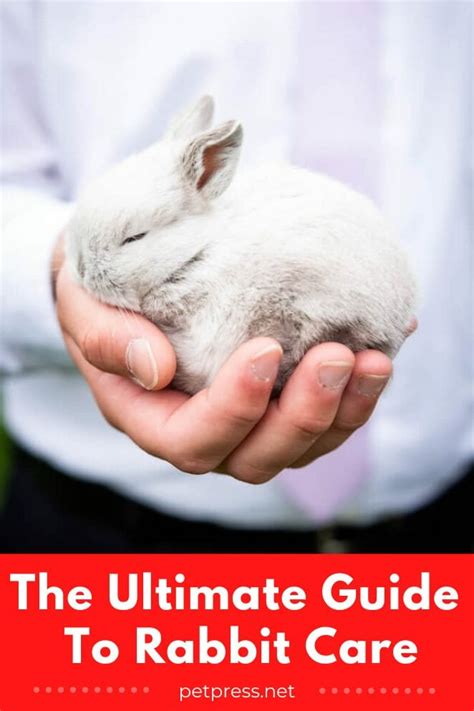 The Ultimate Guide to Rabbit Care for Pet Parents