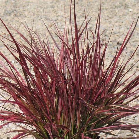 Fountain Grass 'Fireworks' | Fountain grass, Perennial plants, Ornamental grasses