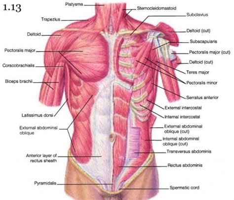 Diagram Of Chest Muscles | Shoulder anatomy, Muscle anatomy, Chest muscles