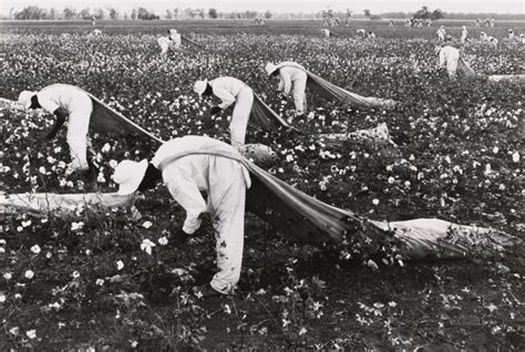 Cotton pickers • MOCA