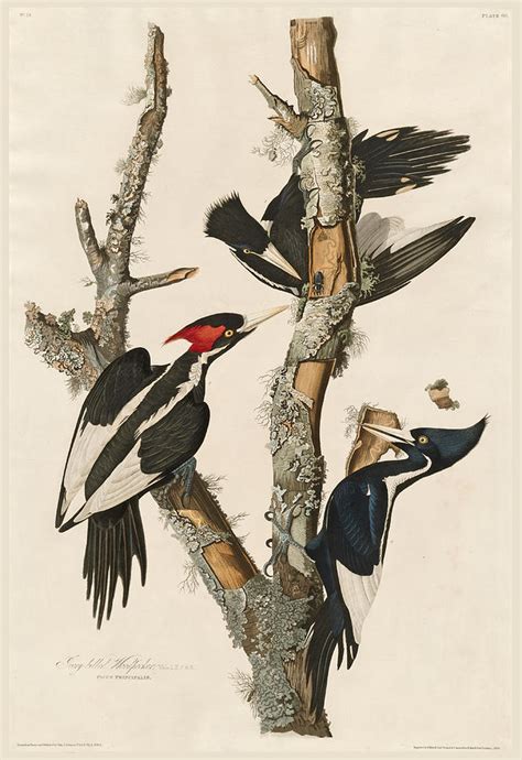 Ivory-billed Woodpecker Drawing by Robert Havell - Fine Art America