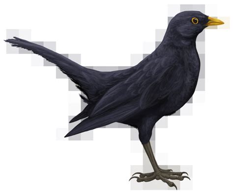 Blackbird PNG HD | PNG Mart