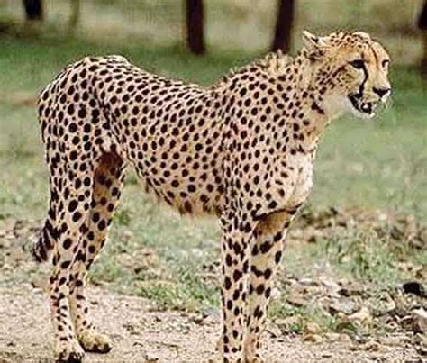 Cheetah - A Big Cat? | Fun Animals Wiki, Videos, Pictures, Stories