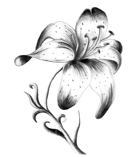 Lily Sketch Tattoo at PaintingValley.com | Explore collection of Lily ...