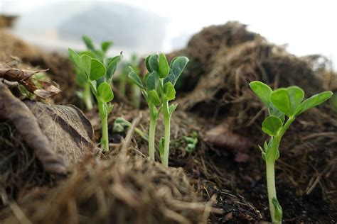 Growing Snow Peas in Winter – Sara's Kitchen Garden