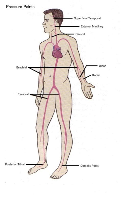 Controlling Bleeding - Basic Wilderness First Aid