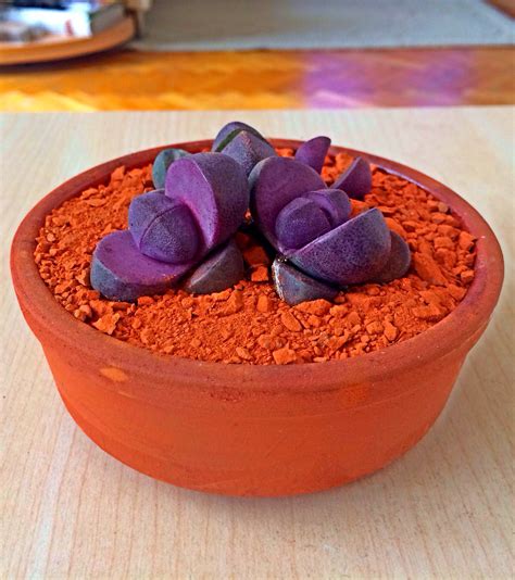 Lithops in a clay pot | Lithops, Succulent gardening, Stone plant
