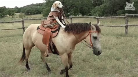 Dog Riding Horse Horseback Riding GIF - DogRidingHorse HorsebackRiding GoingForARide - Discover ...