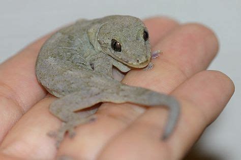 Schlegel's Japanese gecko（Gekko japonicus） ニホンヤモリ | ニホンヤモリ, ヤモリ, 動物