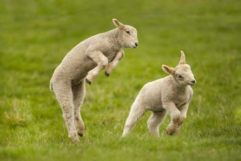 Nature Animals, Farm Animals, Animals And Pets, Funny Animals, Cute Animals, Cute Sheep, Sheep ...