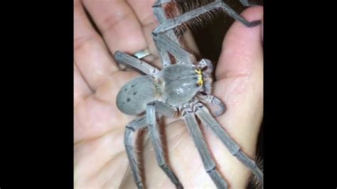 Fearless Australian Woman Loves Her Pet Huntsman Spider 'Smuk' - YouTube