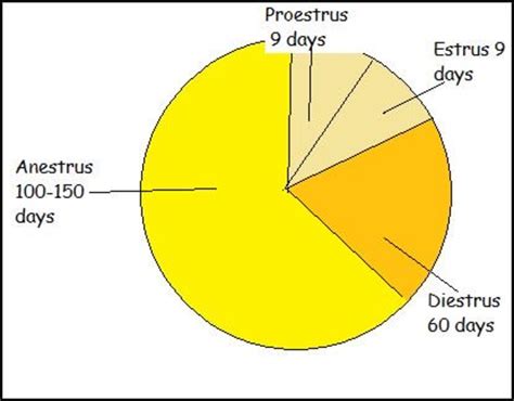 The Dog's Heat Cycle Explained - PetHelpful