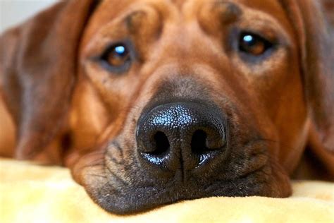 A Pet Owners Guide to Nasal Cancer in Dogs: Causes, Symptoms, and Treatment - Veterinarians.org