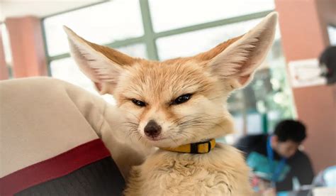 Understanding Fennec Foxes Behavior + Fun Facts