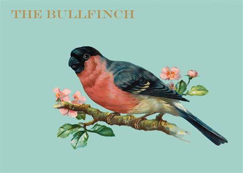 Bullfinch Vintage Painting Free Stock Photo - Public Domain Pictures