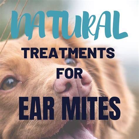 How to Get Rid of Your Dog's Ear Mites Naturally | Dog ear mites, Dog ...