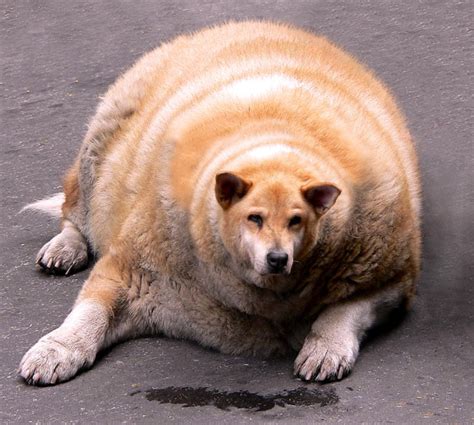 Fattest Animal