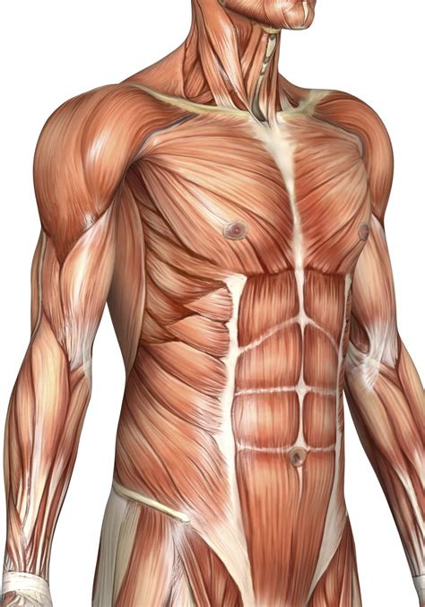 Anatomy_muskuls_9 | Human muscle anatomy, Body anatomy, Human body anatomy