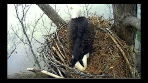 Jordan Lake Bald Eagles 01-05-2014 - YouTube