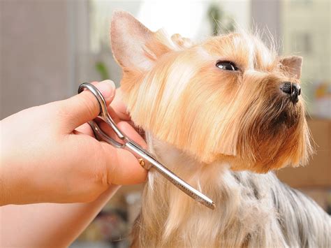 Grooming for Dogs - dog grooming at home | DogsGossip.com