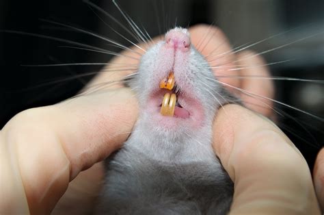 Pet Rat Teeth Trimming—Beginners Guide » Petsoid