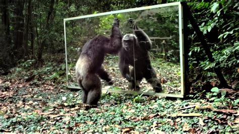 During his mirror training, an alpha male chimpanzee may have to prove ...