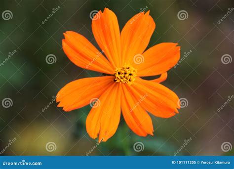 Yellow cosmos stock image. Image of gardening, elegance - 101111205